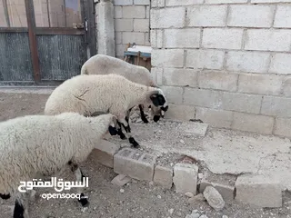  6 خرفان أضاحي قبرصي للبيع