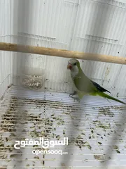  2 ببعاء كوكير لون جميل