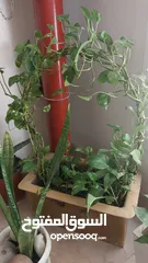  2 indoor plant
