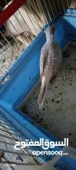  3 البيع طيره حمام ماسه صحه ونضافه جاهز