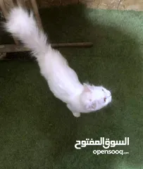  2 ذكر وانثى شعر طويل لون ابيض 450 شيكل فقط