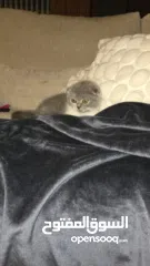  4 Scottish fold female kitten  3 month old