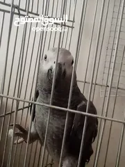  1 كاسكو للبيع