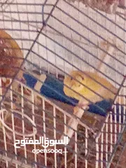  3 طيور بصلاه عنبي