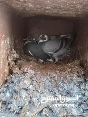  1 زغاليل حجم كبير
