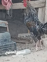  1 متاح بفضل الله ديك براهما أبيض بسعر 15 دينار وديك رزي حجم جامبو السعر ثمانيه