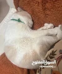  3 قطه  سكوتش مكس فارسي