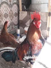  2 ديچ ودجاجه عرب