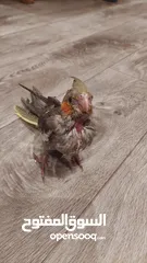  3 Baby Cockatiel