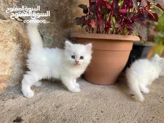  14 قــطــط لــلــبــيــع