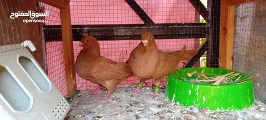  4 حمام للببع  كفاله شغل