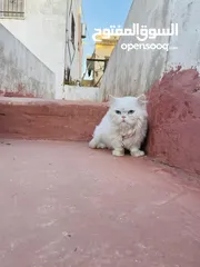  1 قطه شيرازي