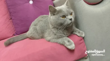  5 قطه بريطانيه شارتروه جميله هادئة ومحبه ورفيقه للمنزل
