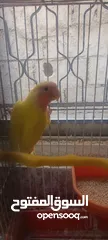  7 طيور روز وفشر وحب القراء الوصف تفاصيل اسعار حرق⁦ zzzzzzzzzzzzzzzzxxxxxxxxxxhbbbnnnbbbbbbbbbbbbbbbbbb