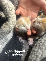  5 قطط تبني صغار