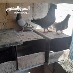  9 حمام منوع وملون