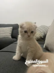  4 قطط سكوتش