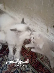  7 قطط للبيع همالايا للبيع ما شاء الله