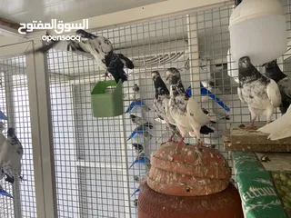  5 Pigeon pakistani