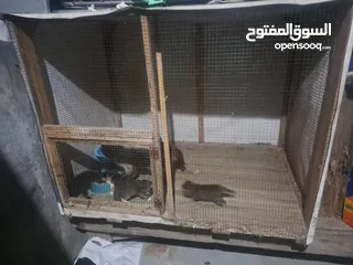  1 قفص مستعمل يدوي متر ونصف في 80 سم.................................................................