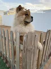  2 Chow chow male