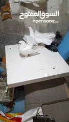  5 حمام هزاز للببع