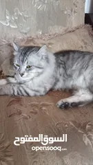  3 قط من نوع نادر مكس شيرازي / شانشيلا