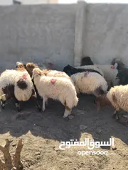  2 16 عبور زابطات لحم وزابطات مقنوا مطلوب 140