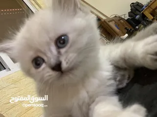  3 كتن مكس العمر 35 يوم