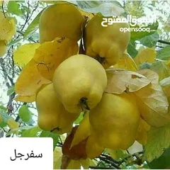  20 مشاتل السهل الأخضر الزراعيه