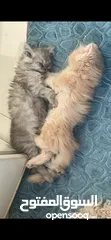  8 Pure Persian kittens