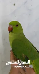  3 green parrot hand tamed