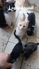  6 قطط للبيع مجانا