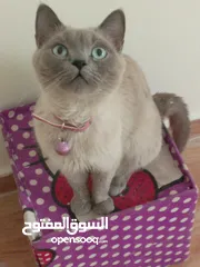  11 قطه سيامي و كتنز كتن بيبي 3 شهور ابيض و قط شوكلت   وبصحه ممتازه  سعر رمزي تبني للتبني بسعر بسييط جدا