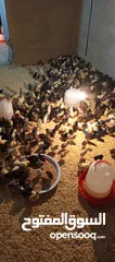  4 موجود صوص بلدي
