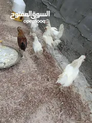  3 دجاج بولوني