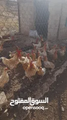  1 دجاج لوهمان