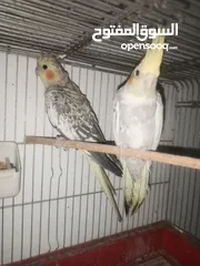  3 مخاليف كوكتيل عمر شهرين صحه ونظافة شغل تدريب