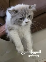  2 قطة هملا للبيع
