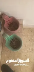  3 قوارير زراعه مع التربه للبيع