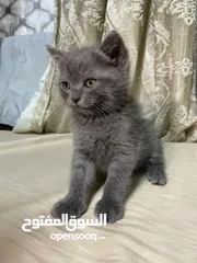  7 قطط سكوتش فولد