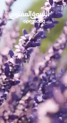  12 عطور ابراهيم القرشي