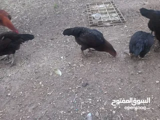  3 دجاج بلدي للبيع