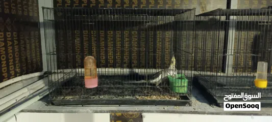  2 طيور كوكتيل بسعر مناسب التفاصيل في الوصف