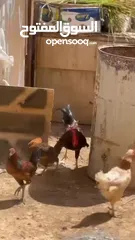  3 جاج للبيع جاج