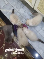  3 قطط بيرشن على هملايا دراكول