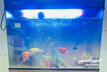  1 fish aquarium  without fish
