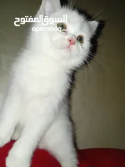  2 سلحفاه و بطه  و قطه شنشيلا و قط شيرازي  كتن بيبي ابيض و حلزون كركعه و بطبوطين  سلحفاة مائيه