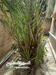  1 شجرة نخيل مثمرة