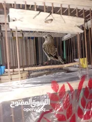  2 بندوق حسون